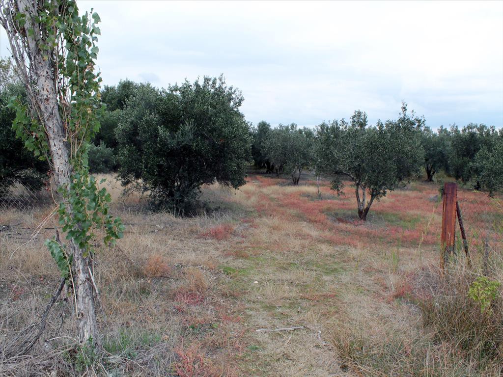 Οικόπεδο 4.000 τ.μ. προς πώληση, Καλύβες Πολυγύρου