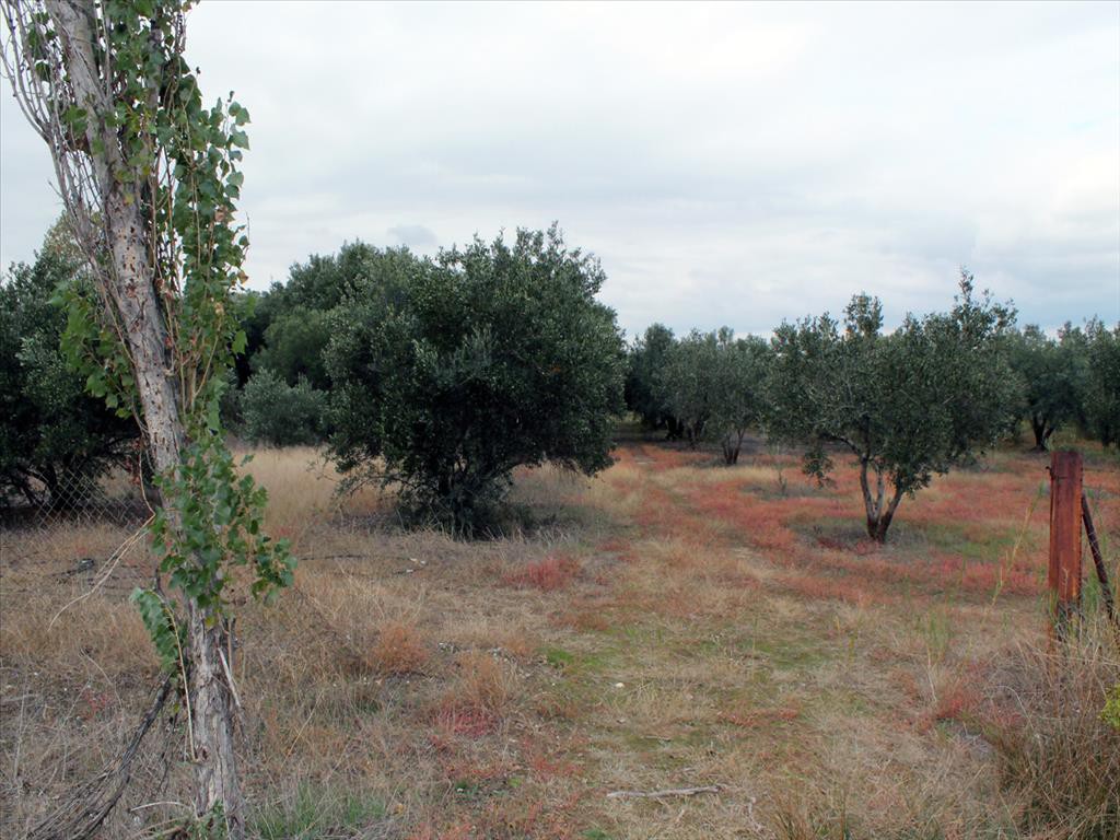 Οικόπεδο 4.000 τ.μ. προς πώληση, Καλύβες Πολυγύρου