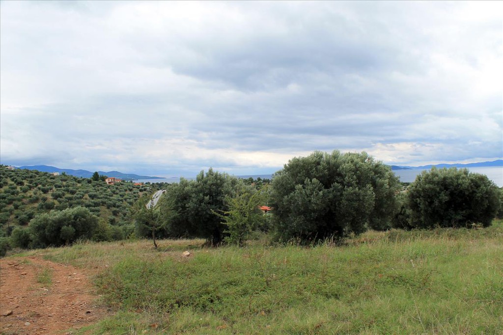 Οικόπεδο 16.500 τ.μ. προς πώληση, Κέντρο Σιθωνίας