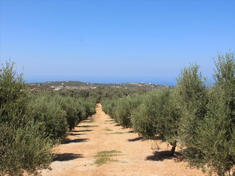Land plot 10.500sqm for sale-Arkadi » Chamaleuri