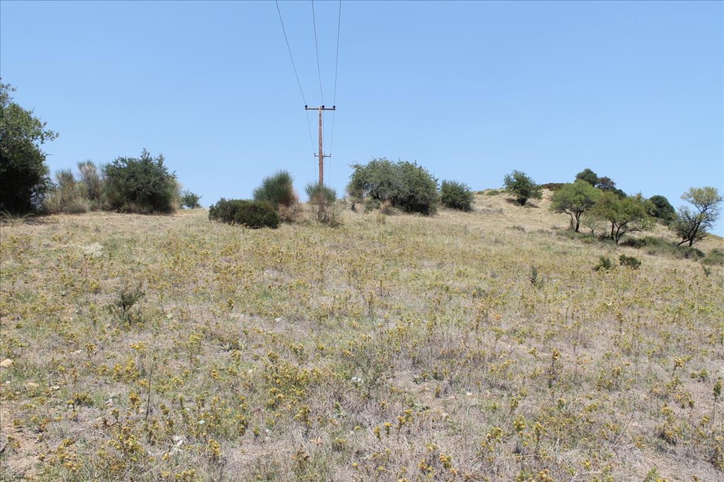 Οικόπεδο 8.000 τ.μ. προς πώληση, Άγιος Νικόλαος Σιθωνίας