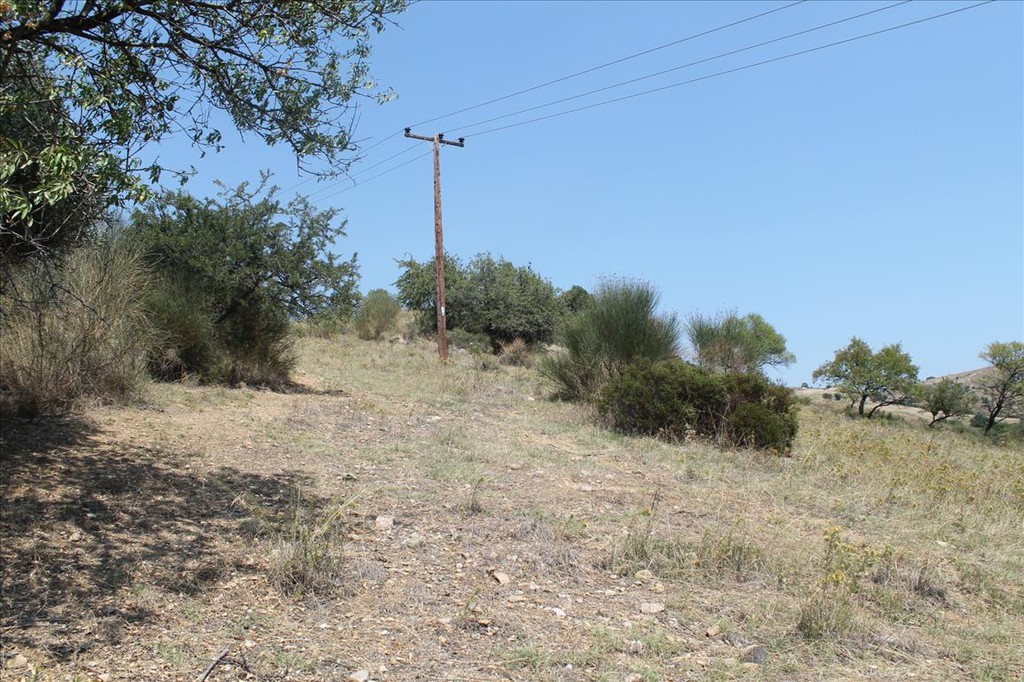 Οικόπεδο 8.000 τ.μ. προς πώληση, Άγιος Νικόλαος Σιθωνίας