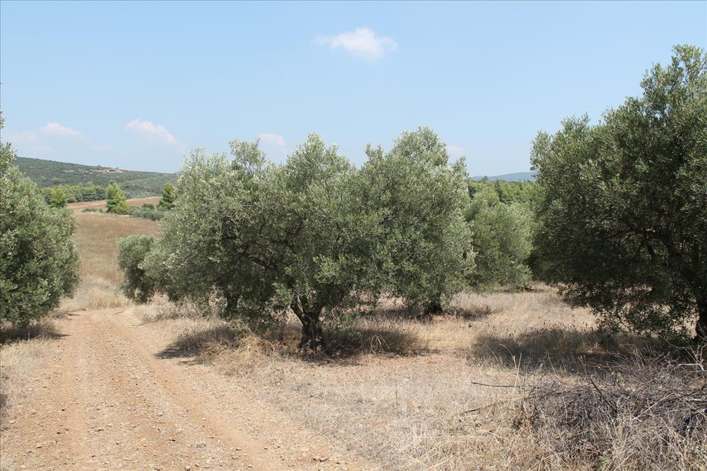 Οικόπεδο 6.915 τ.μ. προς πώληση, Μετόχι Ορμύλιας