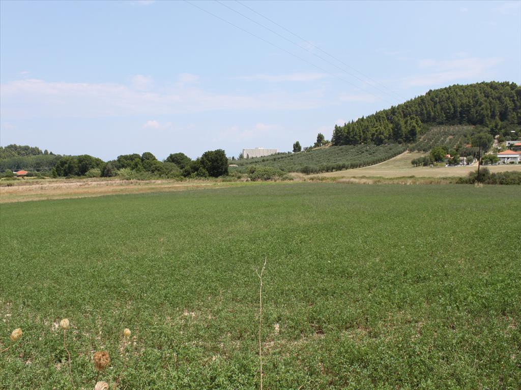Οικόπεδο 8.000 τ.μ. προς πώληση, Καλλιθέα Κασσάνδρας