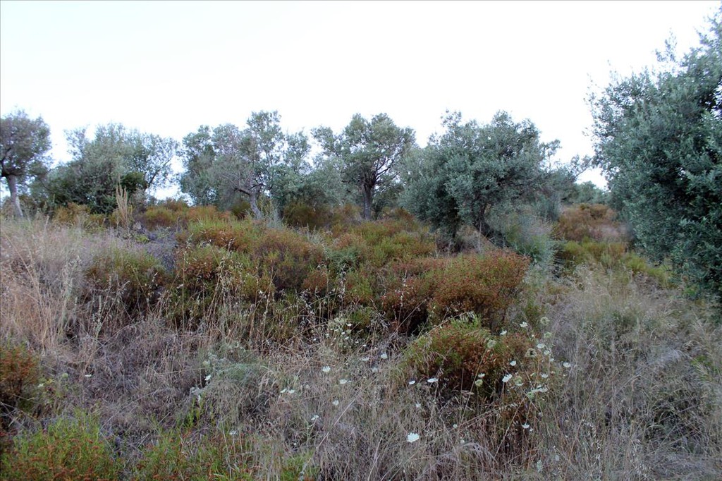 Οικόπεδο 6.450 τ.μ. προς πώληση, Άσσα