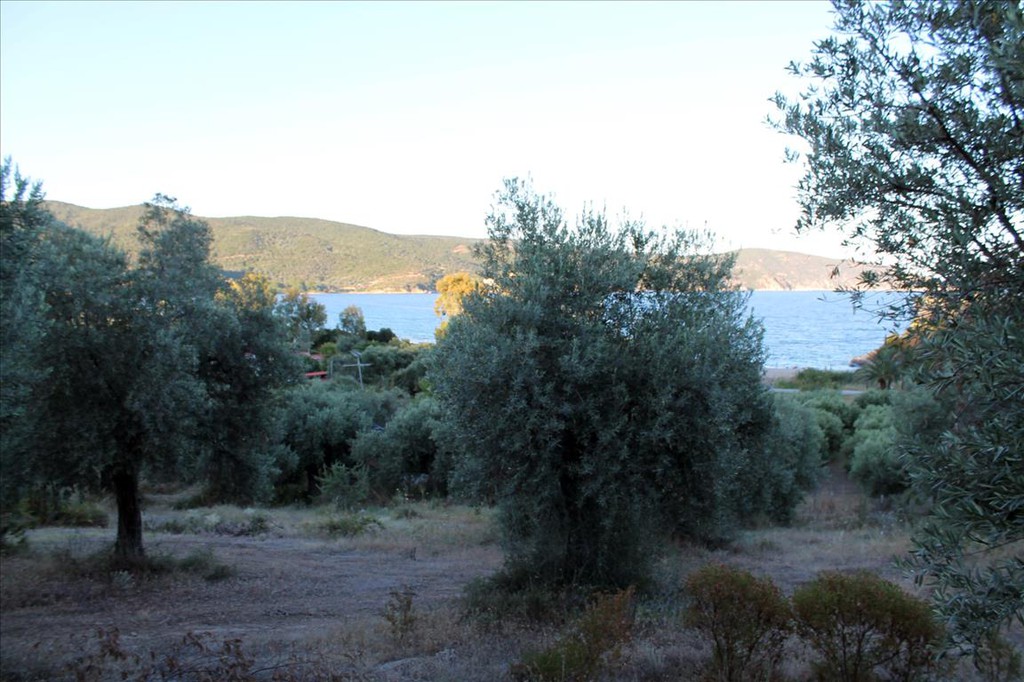 Οικόπεδο 6.450 τ.μ. προς πώληση, Άσσα