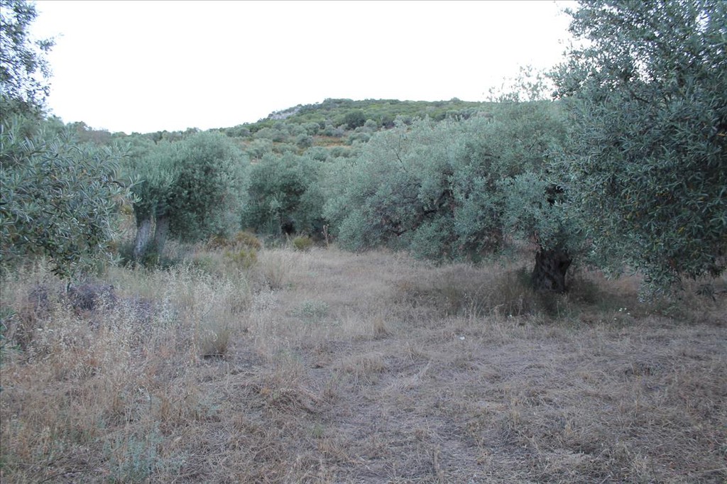 Οικόπεδο 6.450 τ.μ. προς πώληση, Άσσα