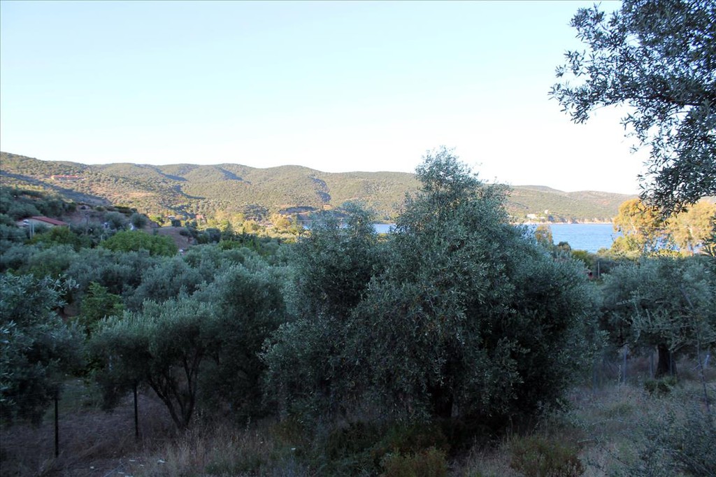 Οικόπεδο 6.450 τ.μ. προς πώληση, Άσσα
