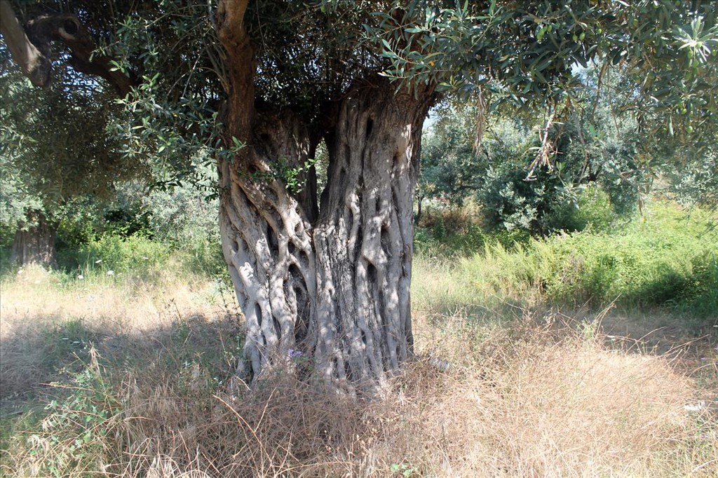 Οικόπεδο 2.850 τ.μ. προς πώληση, Άσσα