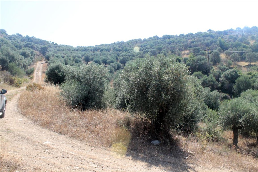 Οικόπεδο 10.000 τ.μ. προς πώληση, Άσσα