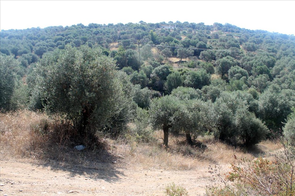 Οικόπεδο 10.000 τ.μ. προς πώληση, Άσσα
