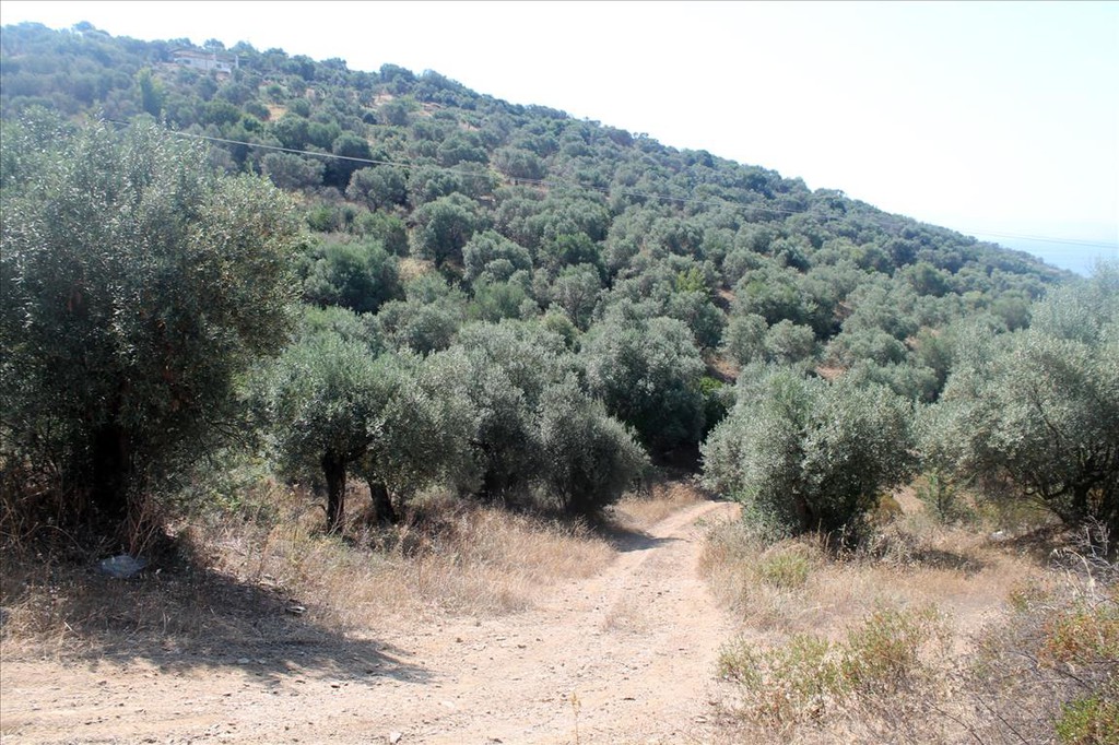 Οικόπεδο 10.000 τ.μ. προς πώληση, Άσσα