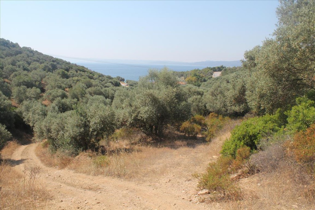 Οικόπεδο 10.000 τ.μ. προς πώληση, Άσσα