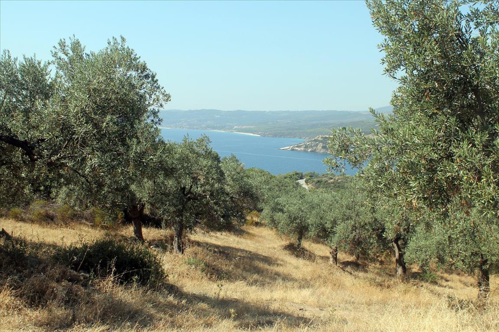 Οικόπεδο 10.000 τ.μ. προς πώληση, Άσσα