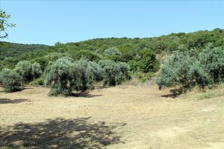 Οικόπεδο 8.620 τ.μ. για πώληση, Χαλκιδική, Παναγιά-thumb-6