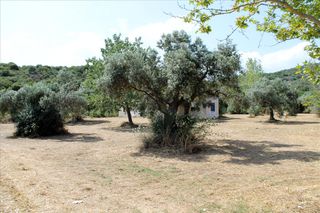 Οικόπεδο 8.620 τ.μ. για πώληση, Χαλκιδική, Παναγιά-thumb-8