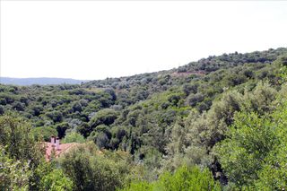 Οικόπεδο 8.620 τ.μ. για πώληση, Χαλκιδική, Παναγιά-thumb-3