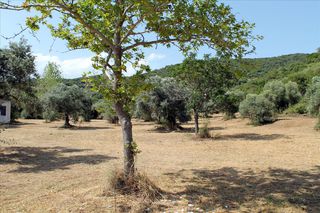 Οικόπεδο 8.620 τ.μ. για πώληση, Χαλκιδική, Παναγιά-thumb-7