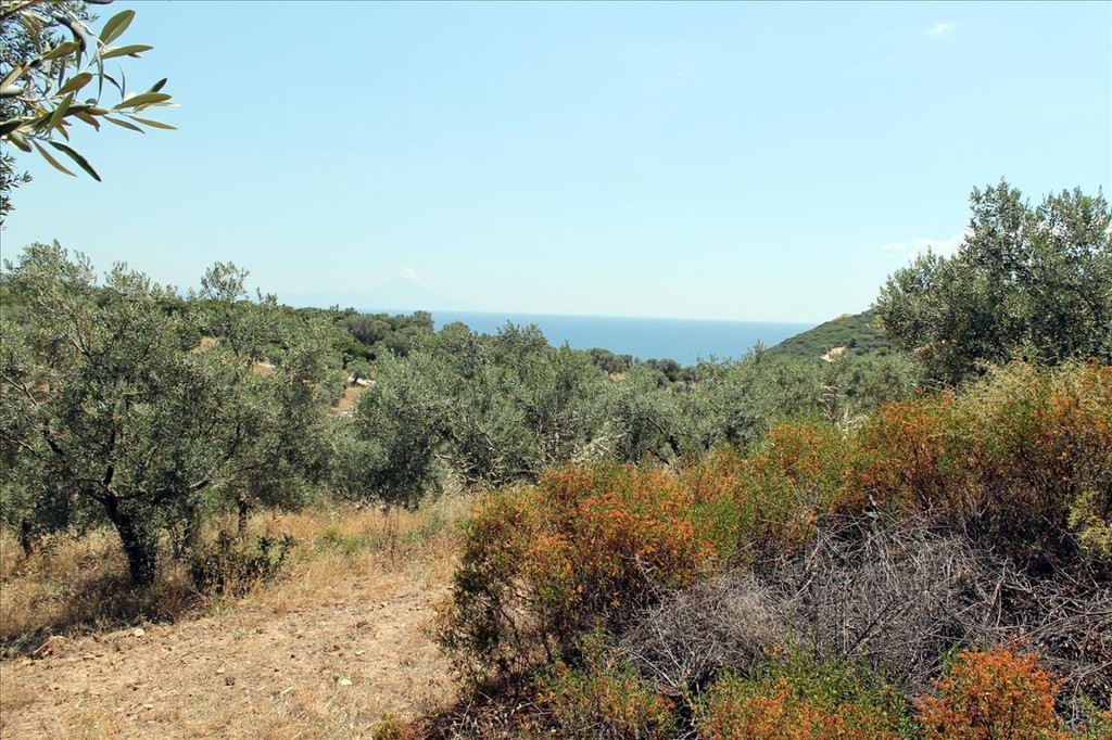 Οικόπεδο 5.568 τ.μ. προς πώληση, Άσσα
