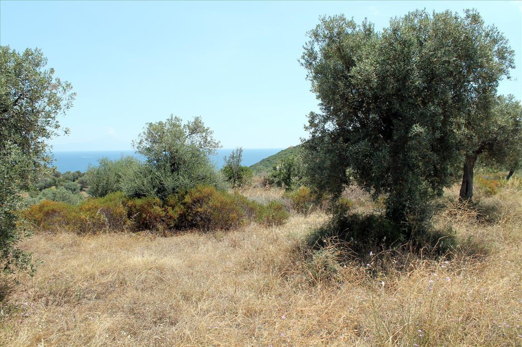 Οικόπεδο 5.568 τ.μ. προς πώληση, Άσσα