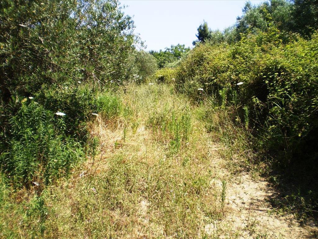 Οικόπεδο 12.250 τ.μ. προς πώληση, Φυλακές Καρακάλλου
