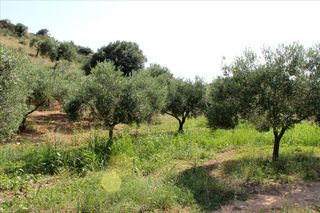 Οικόπεδο 4.042 τ.μ. για πώληση