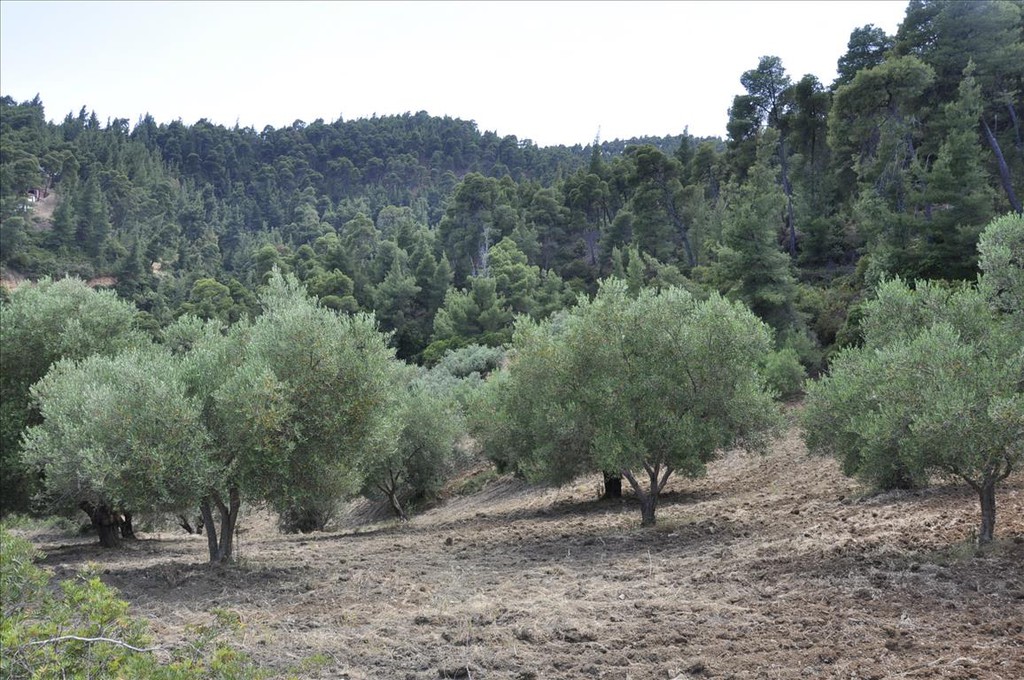 Οικόπεδο 12.150 τ.μ. προς πώληση, Άγιος Νικόλαος Σιθωνίας
