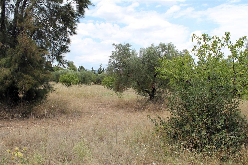 Οικόπεδο 12.081 τ.μ. προς πώληση, Γερακινή