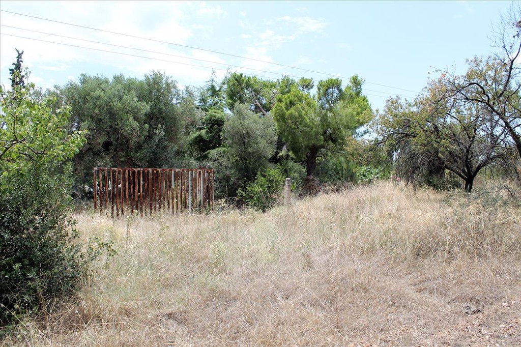 Οικόπεδο 12.081 τ.μ. προς πώληση, Γερακινή