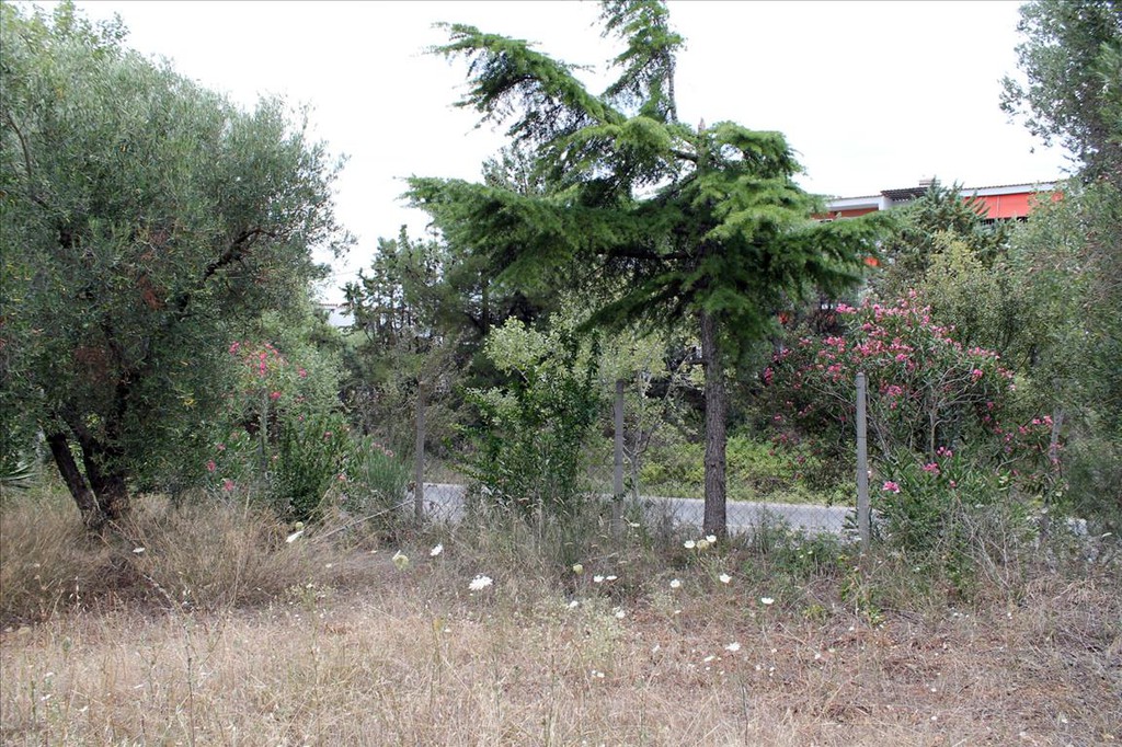 Οικόπεδο 12.081 τ.μ. προς πώληση, Γερακινή