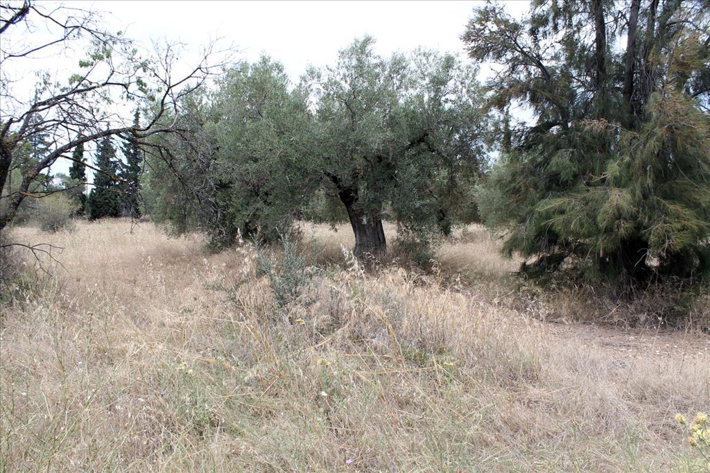 Οικόπεδο 12.081 τ.μ. προς πώληση, Γερακινή