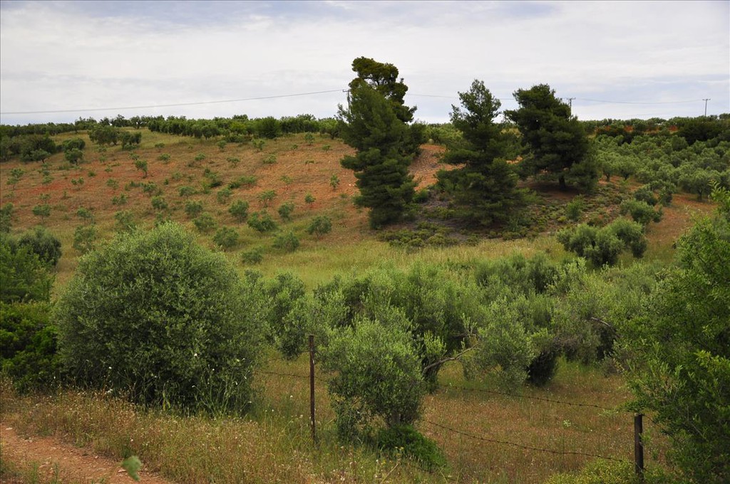 Οικόπεδο 4.634 τ.μ. προς πώληση, Νικήτη