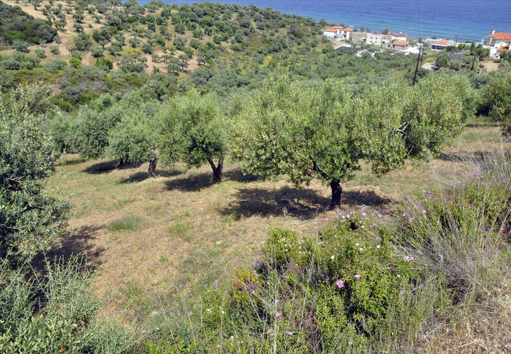 Οικόπεδο 3.750 τ.μ. προς πώληση, Σαλονικιού