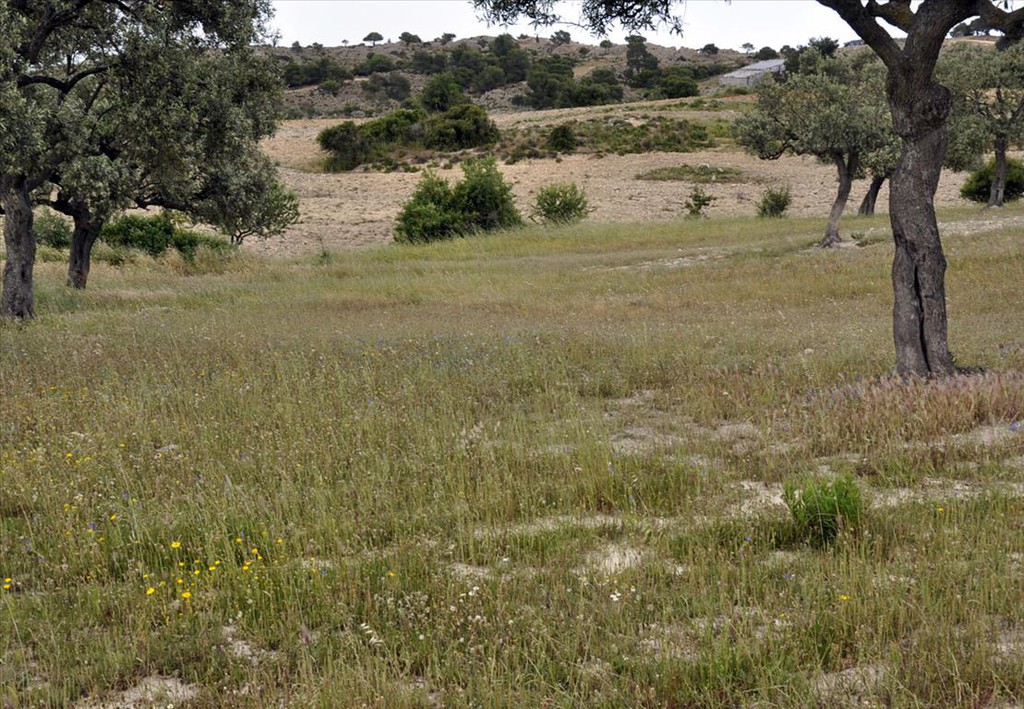 Οικόπεδο 4.000 τ.μ. προς πώληση, Άγιος Αθανάσιος Σιθωνίας