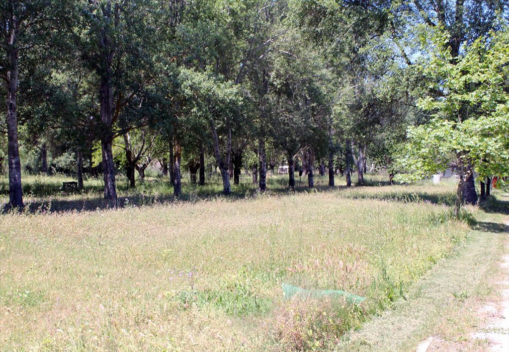 Οικόπεδο 1.360 τ.μ. προς πώληση, Παλιούρι Παλλήνης