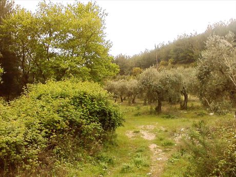 Land plot 4.500sqm for sale-Thasos » Aliki