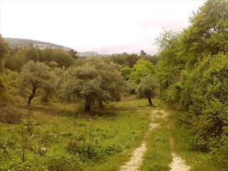 Οικόπεδο 4.500 τ.μ. για πώληση, Ν. Καβάλας, Θάσος-thumb-3