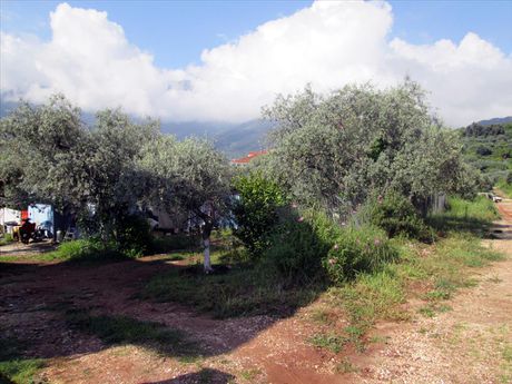 Land plot 400sqm for sale-Thasos » Chrisi Akti