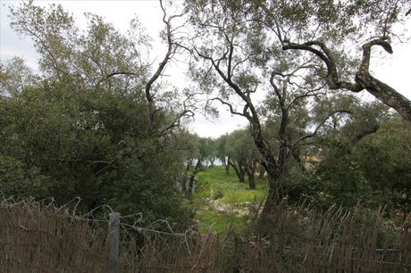 Οικόπεδο 10.000 τ.μ. για πώληση