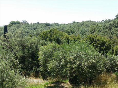 Οικόπεδο 5.650 τ.μ. για πώληση