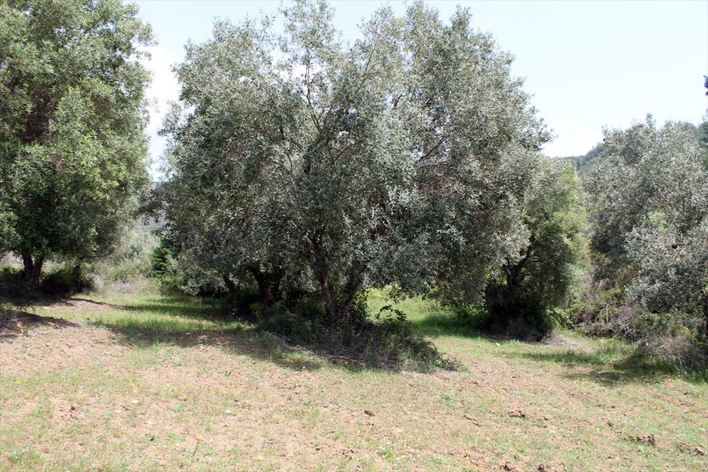 Οικόπεδο 6.000 τ.μ. προς πώληση, Ανθούσα Παλλήνης Χαλκιδικής