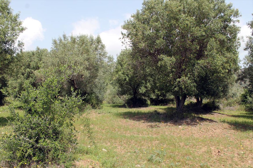 Οικόπεδο 6.000 τ.μ. προς πώληση, Ανθούσα Παλλήνης Χαλκιδικής