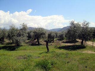 Οικόπεδο 2.995 τ.μ. για πώληση, Ν. Καβάλας, Θάσος-thumb-3