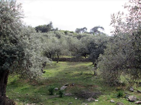 Land plot 11.250sqm for sale-Thasos » Moni Archaggelou