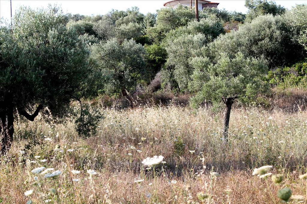 Οικόπεδο 4.000 τ.μ. προς πώληση, Ελιά Σιθωνίας