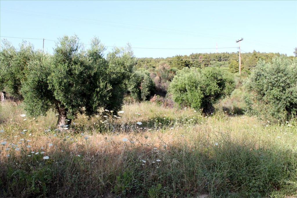 Οικόπεδο 4.000 τ.μ. προς πώληση, Ελιά Σιθωνίας