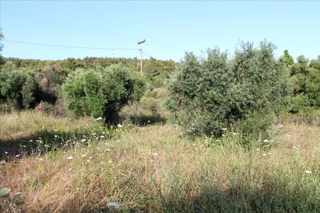 Land plot 4.000sqm for sale-Sithonia » Elia