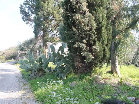 Land plot 4.972sqm for sale-Corfu » Thinalio