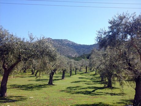 Land plot 16.000sqm for sale-Thasos » Skala Rachoniou