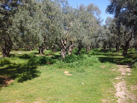 Land plot 10.500sqm for sale-Thasos » Ormos Prinou